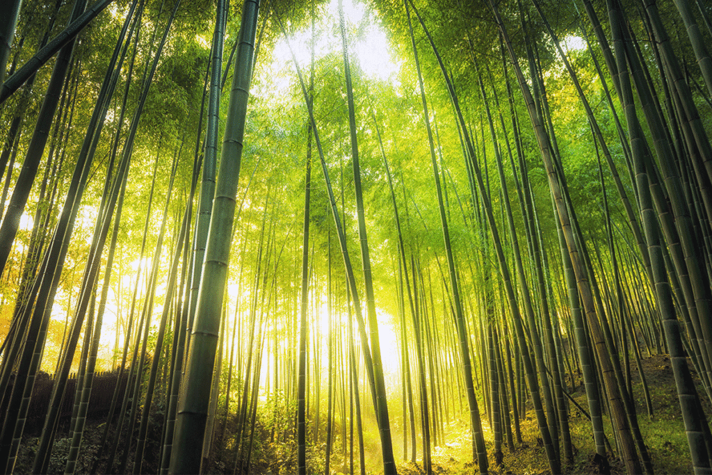 foret bambou ecologique