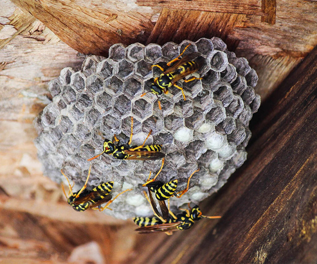 nid abeille terrasse