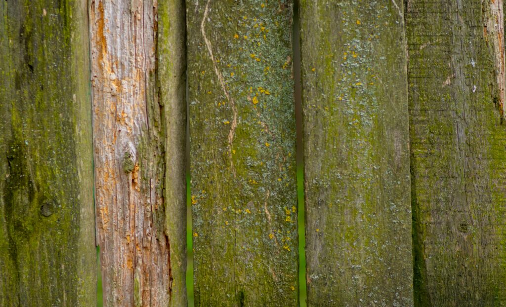 mousse verte sur une terrasse en bois