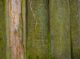 mousse verte sur une terrasse en bois